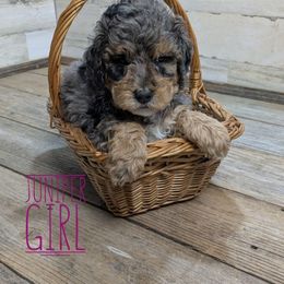 Juniper - Blue merle female Bernedoodle puppy in Cambridge, Minnesota from Country Meadow Doodles