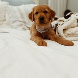 Golden Retriever Puppies from Golden Wiggle Retrievers