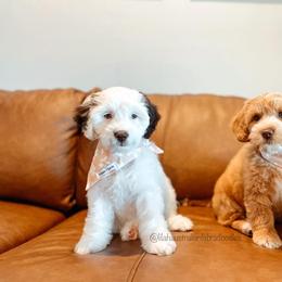Australian Labradoodle Puppies from Lilah Australian Labradoodles