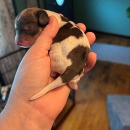 Clover - Piebald female Dachshund puppy in Jacksonville, North Carolina from Lizzie’s Doxies