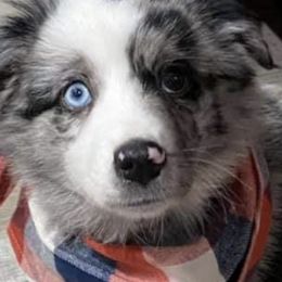 Miniature Australian Shepherds from Circle V Aussies