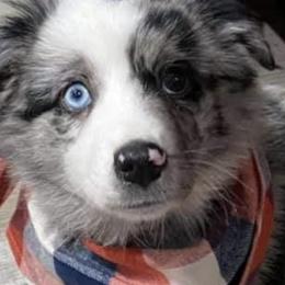 Miniature Australian Shepherds from Circle V Aussies