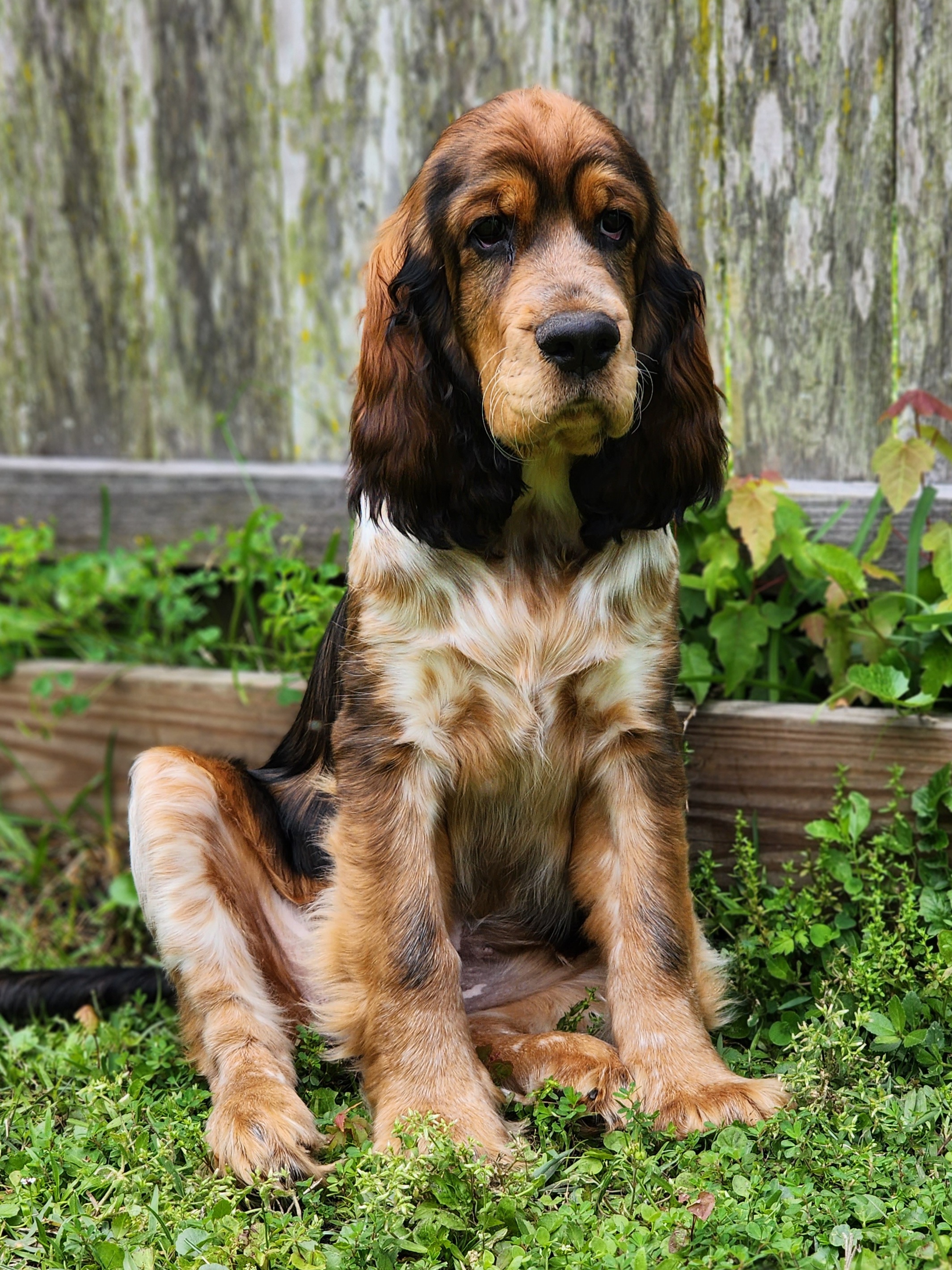 Wynter Rose - English Springer Spaniel