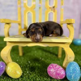 Eloise - Dapple female Dachshund puppy in Westport, Kentucky from Lonestar Creek Farm