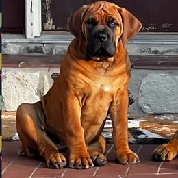 Boerboels from Pine River Boerboels