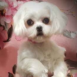 AVERY - Maltese