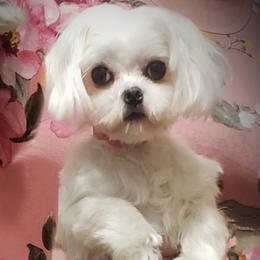 AVERY - Maltese