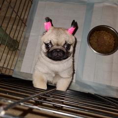 Pug Puppies from HOOPLA PUGS