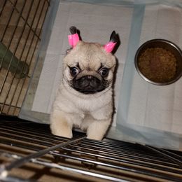 Pug Puppies from HOOPLA PUGS
