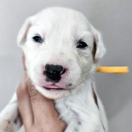 Yellow - White and black female Dalmatian puppy in Gray, Georgia from Fuller Spots