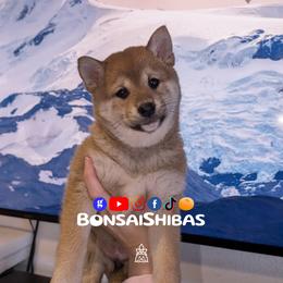 TIZCA - Red female Shiba Inu puppy in Minnesota from BonsaiShibas