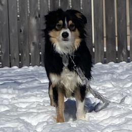 Sekani - Miniature Australian Shepherd