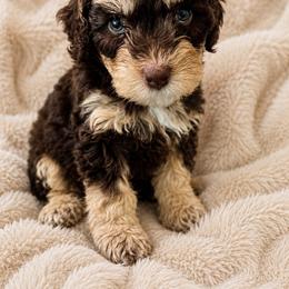 Fox - Tri-color female Bernedoodle puppy in Milton, Florida from Sutton Place Doodles