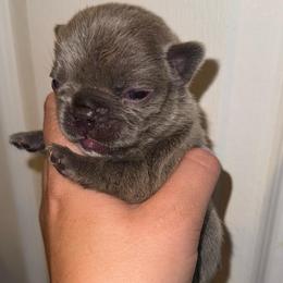 Lilac girl 2 - Blue female French Bulldog puppy in Pennsylvania from R & C French Bulldogs
