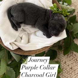 Journey - Charcoal female Dilute Retriever puppy in Kenton, Ohio from Lynn Valley Labradors