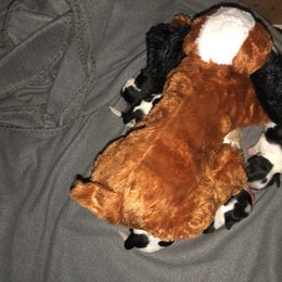 Cavalier King Charles Spaniel Puppies from Chestnut Valley Cavs