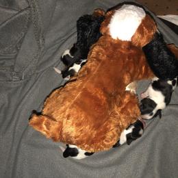 Cavalier King Charles Spaniel Puppies from Chestnut Valley Cavs