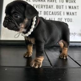 Scarlet from OFA'd parents - Black and tan female French Bulldog puppy in Billings, Montana from Montana Made Frenchies