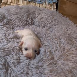 Coton de Tulear and Poodle Puppies from Legacy Pets