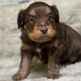 Vonn (Male 2) - Red phantom male Aussiedoodle puppy in South Central, Pennsylvania from Windy Hills Mini Aussies & Doodles
