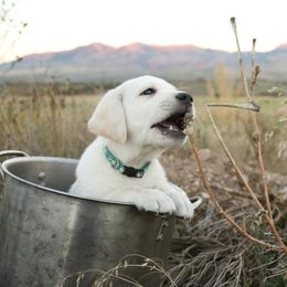 Labrador Retriever Puppies from Heavenly polar labs