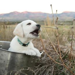 Labrador Retriever Puppies from Heavenly polar labs