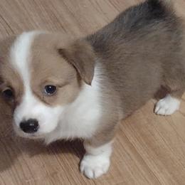 American Corgis and Pembroke Welsh Corgis from Country Corners Corgis