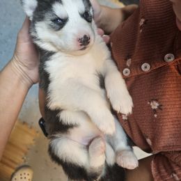 Siberian Husky Puppies from Siberian huskies Kennesaw GA