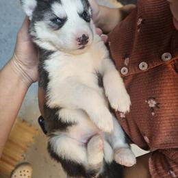 Siberian Husky Puppies from Siberian huskies Kennesaw GA