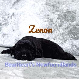 Zenon - Black male Newfoundland puppy in Cortez, Colorado from Bear Heart Newfoundlands, LLC