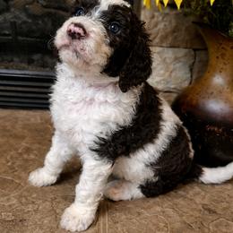 Goldendoodle Puppies from Serenity Goldendoodles