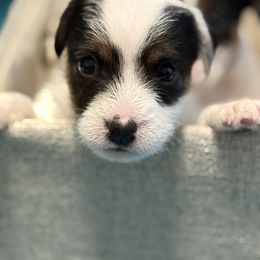 Brown Eyed Girl - Tri-color female Jack Russell Terrier puppy in Englewood, Florida from Manasota Key Jack Russells