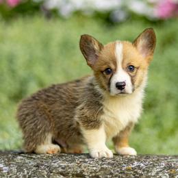 Dylan - Red male Pembroke Welsh Corgi puppy in Narvon, Pennsylvania from Corgi Companions