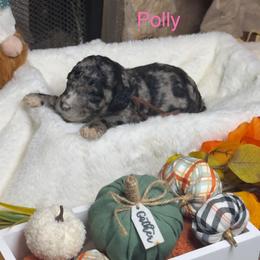 Pink collar - Merle female Goldendoodle puppy in Sanderson, Florida from Serenity Goldendoodles