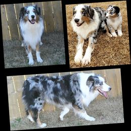 Silver - Australian Shepherd