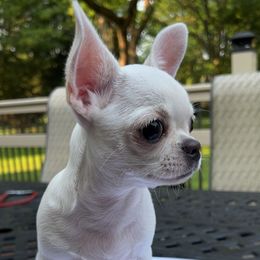 Merida - Cream female Chihuahua puppy in Michigan from Fanciful Thrills Kennel
