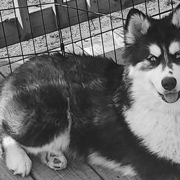 "Lucky" Charm of my Heart - Black and white Pomsky puppy in Norfolk, Virginia from 'Brick'House Couture Pomskies
