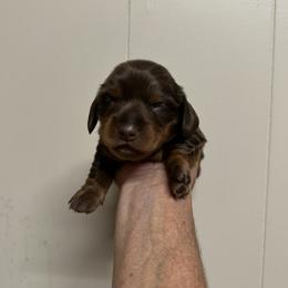NA - Chocolate and tan male Dachshund puppy in Georgetown, Arkansas from Wyatt's Dachshunds