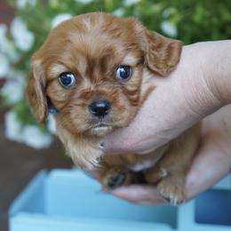Beth - Ruby female Cavalier King Charles Spaniel puppy in Lula, Georgia from Cavaliers by Crumley