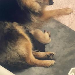 Pomeranian puppies from Miracles With Paws