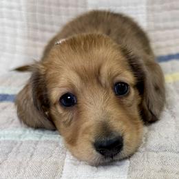 Long Hair, Shaded Red, Girl AKC - Red female Dachshund puppy in South Easton, Massachusetts from Depot Dachsies