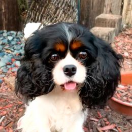Nova - Cavalier King Charles Spaniel