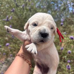Red (3700) - Light golden female Golden Retriever puppy in Pahrump, Nevada from Southern Nevada Goldens