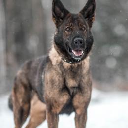 German Shepherd puppies from Vom Rindahaus Shepherds
