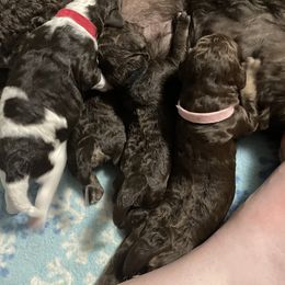Poodle Puppies from Country Side Kennels