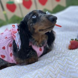 Mirabelle - Dachshund