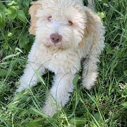 Lagotto Romagnolo Puppies from Fino Lagotto