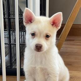 Girl 4 - Merle Pomsky puppy in Philippi, West Virginia from Icelandic Thunder
