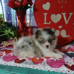 Aurora - Chocolate parti female Pomeranian puppy in Ada, Oklahoma from Once Upon A Puff