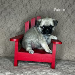 Patrice - Fawn female Pug puppy in Summerville, Georgia from Pearly’s Pugs & Pollywog Poodles